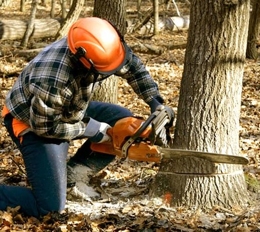 Tree Removal in Gallina, NM
